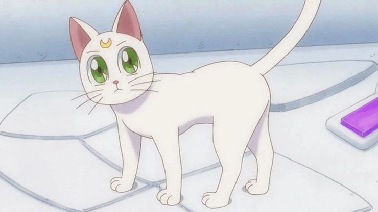 anime cat