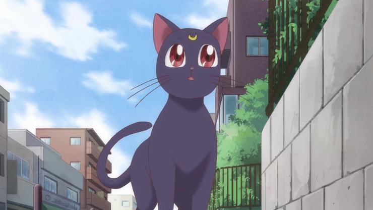 anime cat